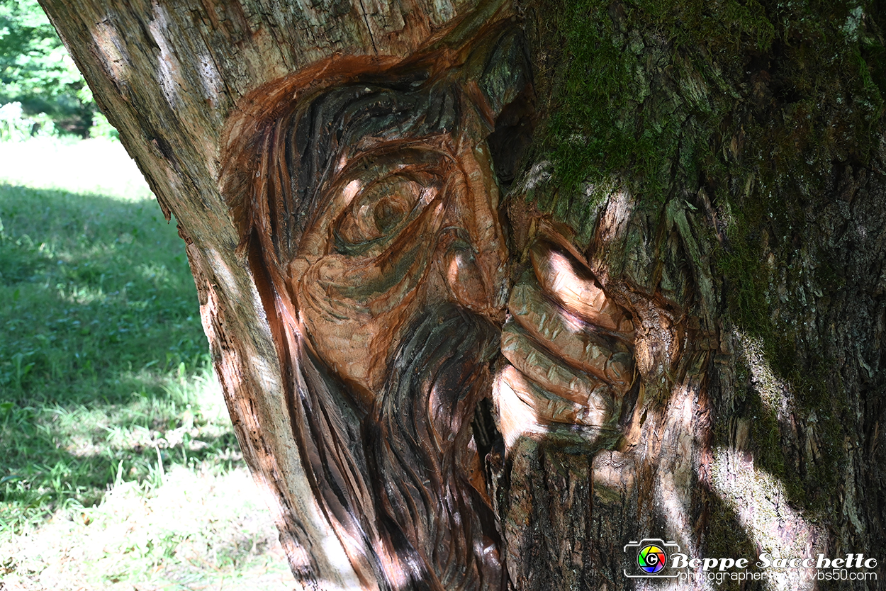 VBS_4798 - Il bosco fatato - Montaldo Roero.jpg
